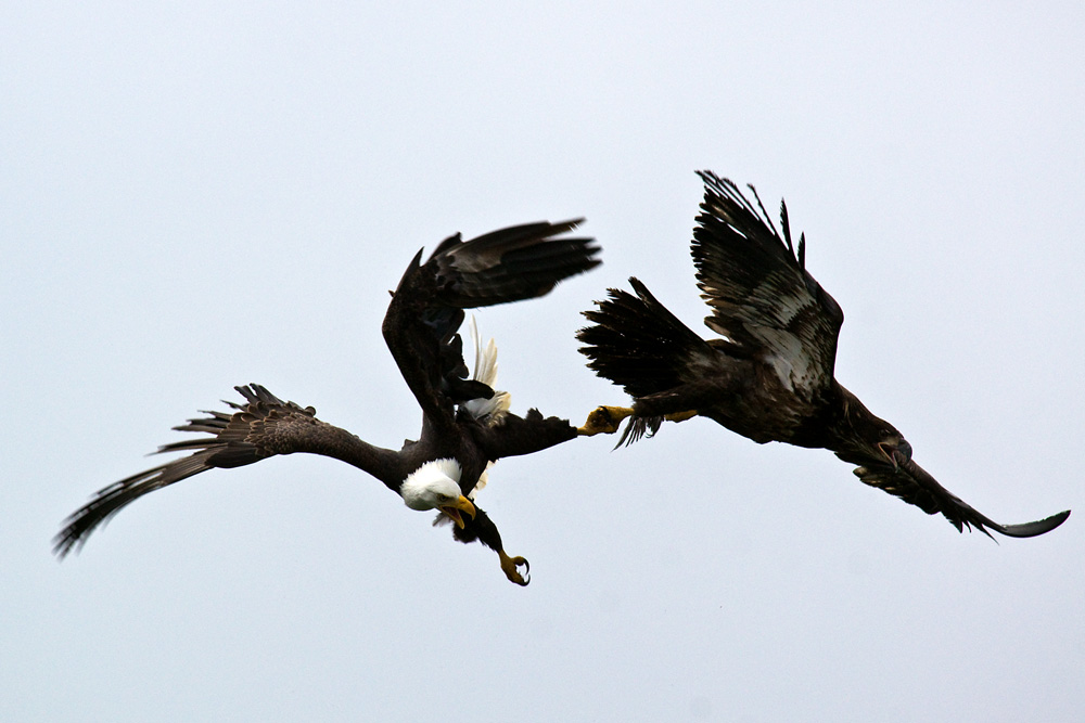 Click to see a larger image. Adult and Juvenile Bald Eagles playing